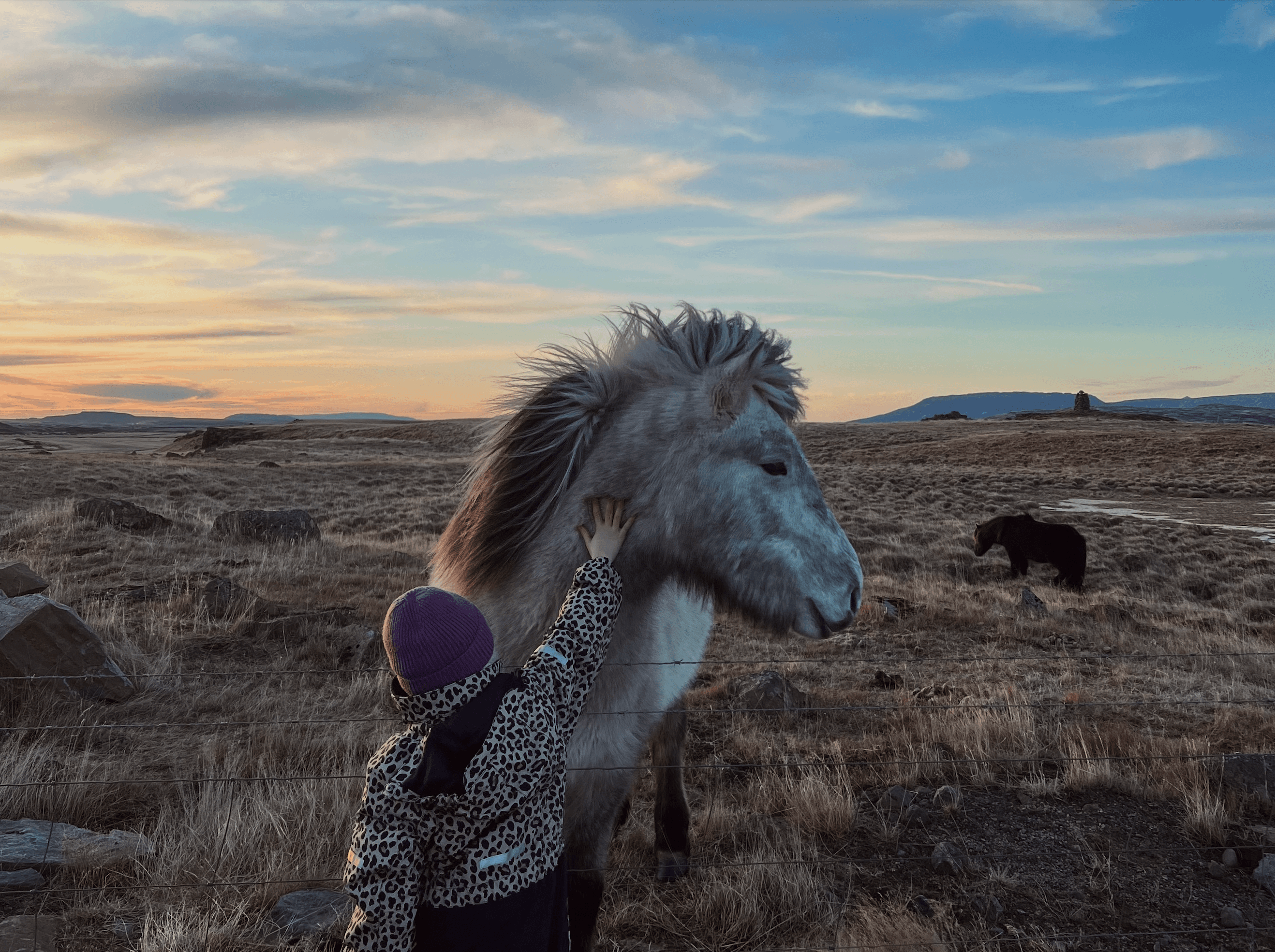 Icelandic horses in the landscape