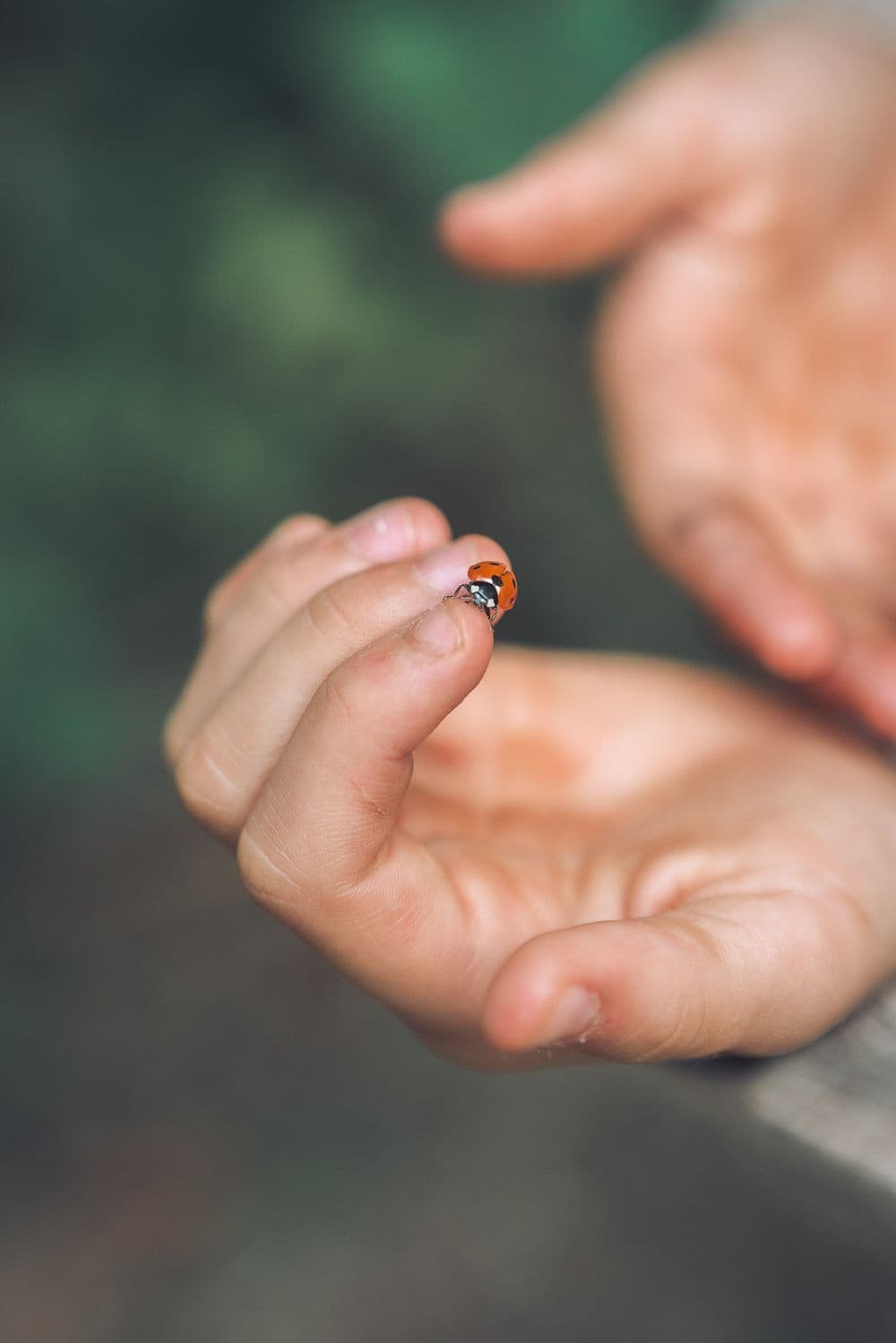 A child's hand holding a ladybird