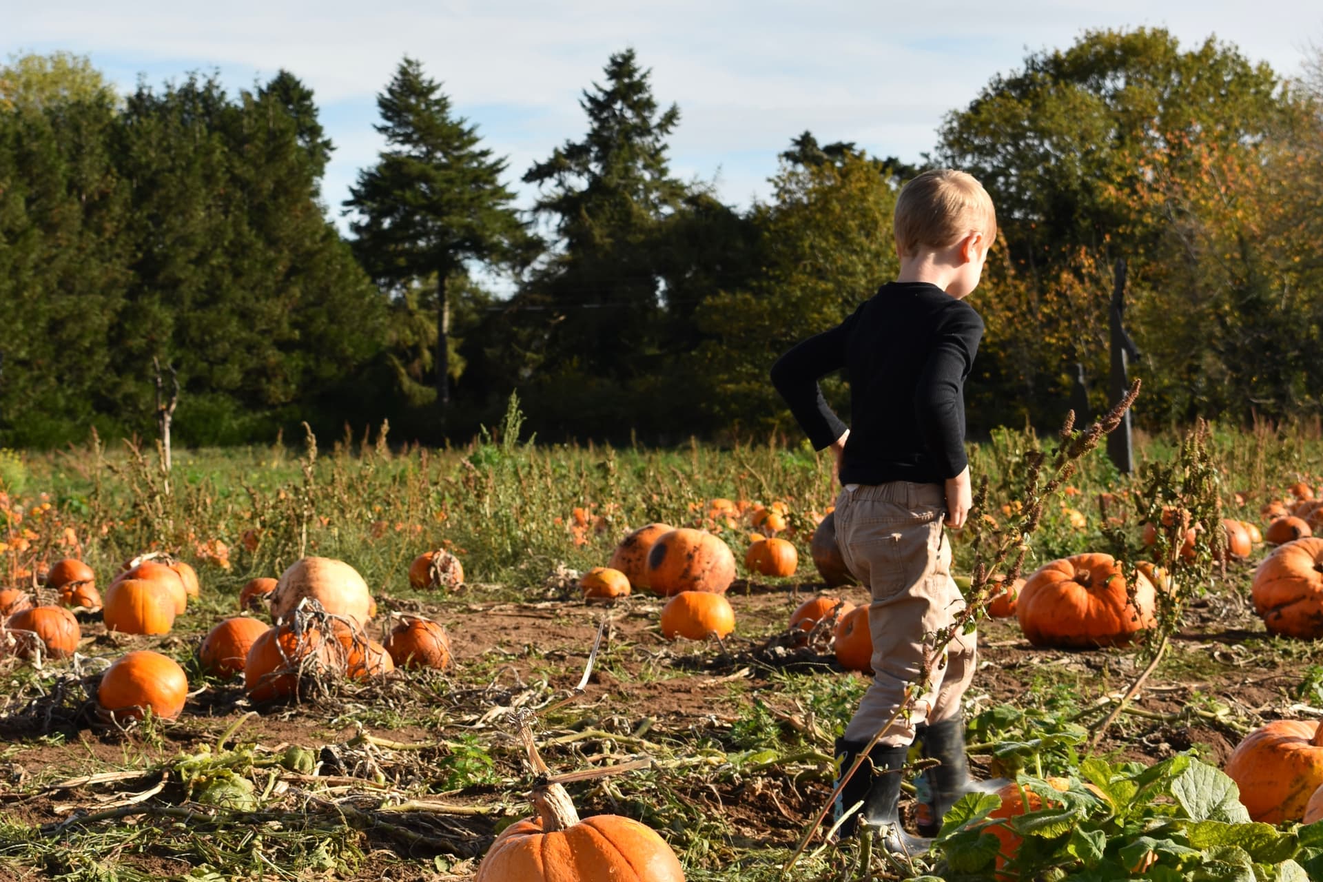 A young boy exploring a pumpkin patch